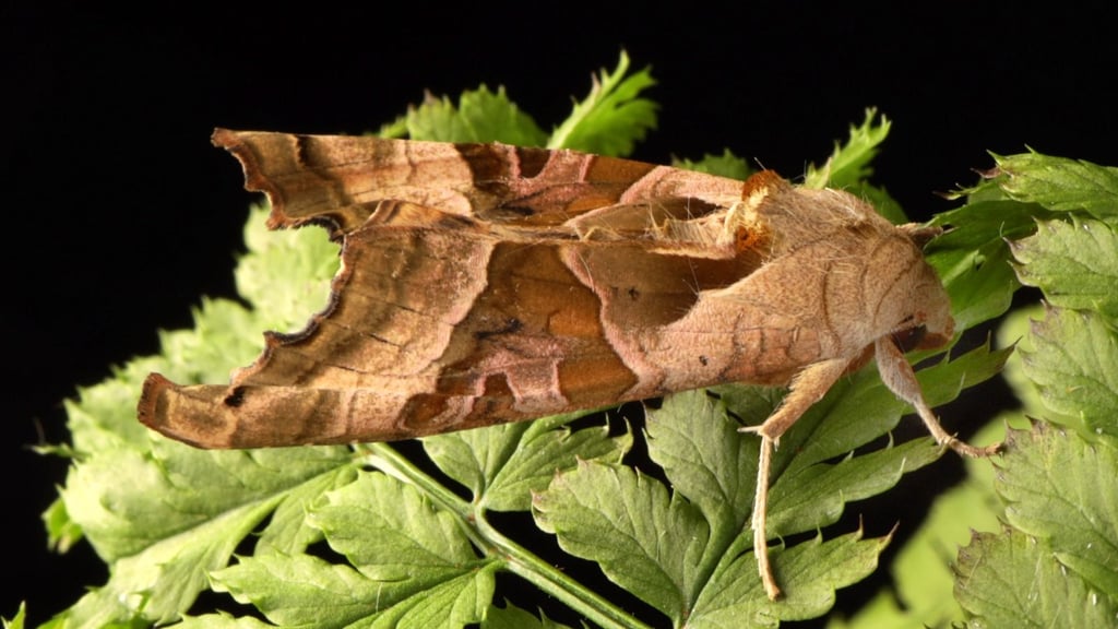 Ist das wirklich ein tierischer Mitbewohner in Halle?