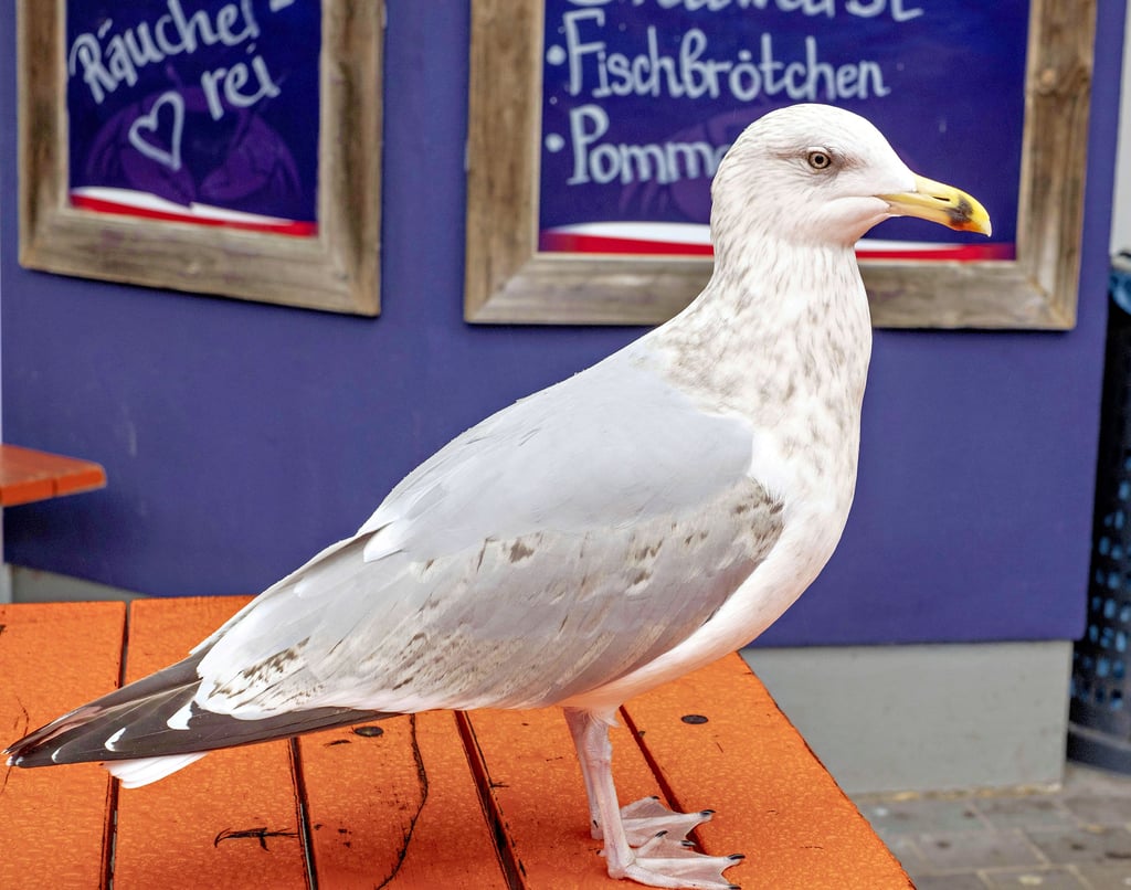 Möwenalarm an der Fischbude.