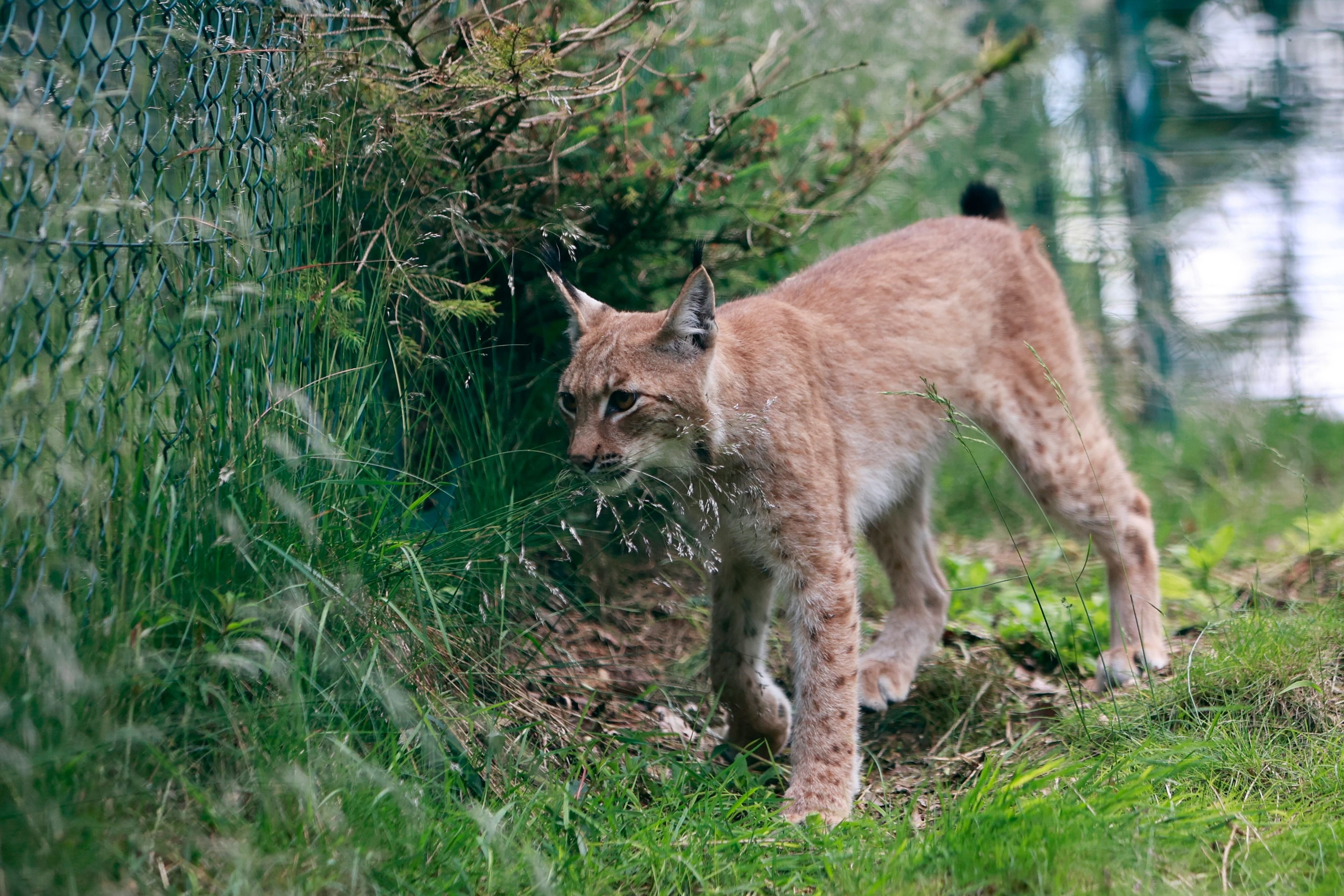 Naturschutz und Tourismus: Luchs-Nachzucht im Nationalpark Harz: So stehen 2026 die Chancen auf Nachwuchs