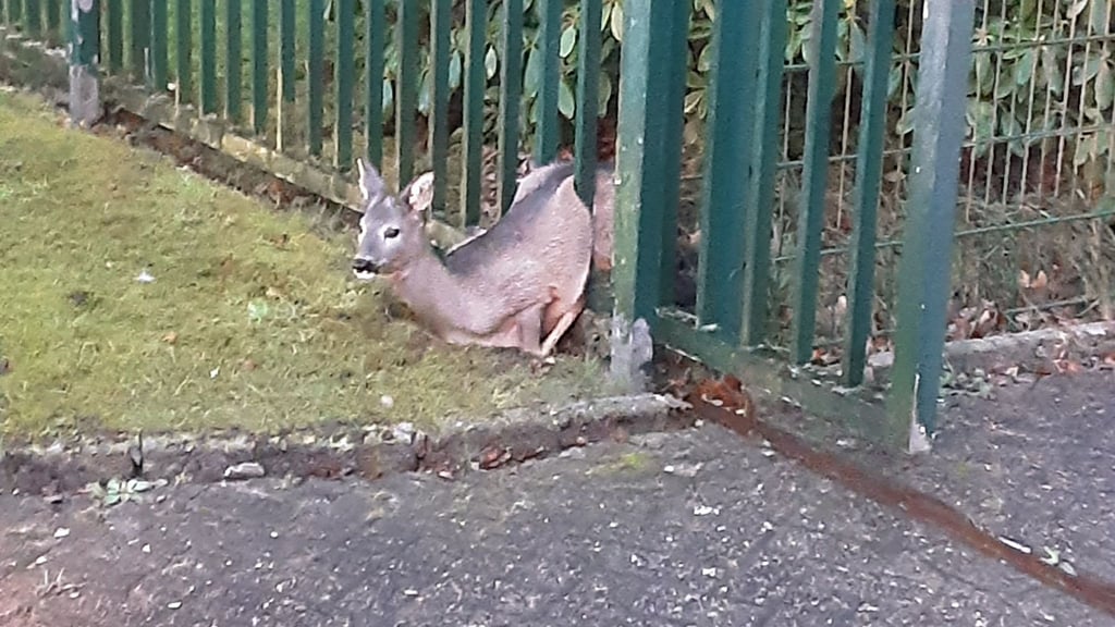 Die Feuerwehr befreite das Rehkitz.