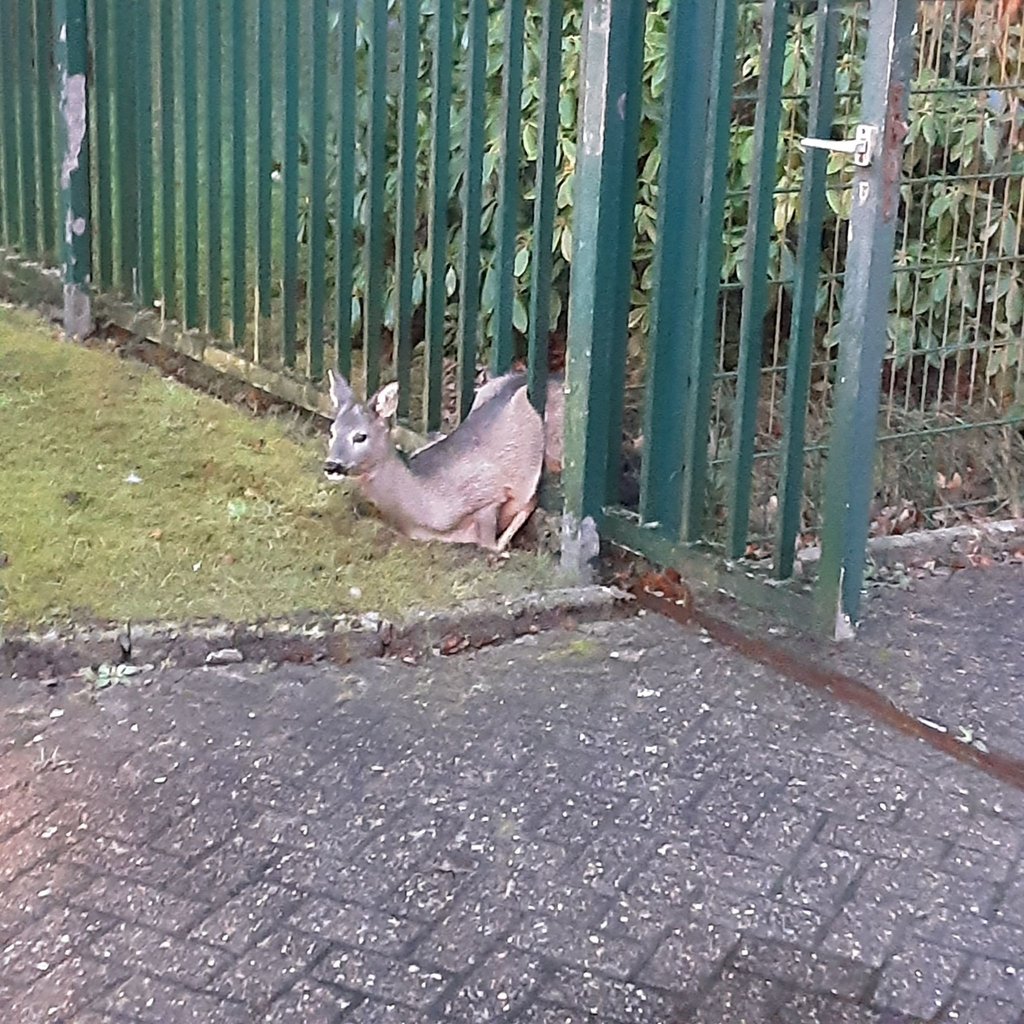 Die Feuerwehr befreite das Rehkitz.