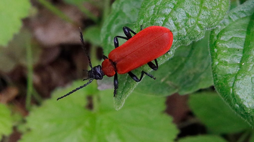 Ziemlich nützlich ist dieser feuerrote Mitbewohner in Halle.