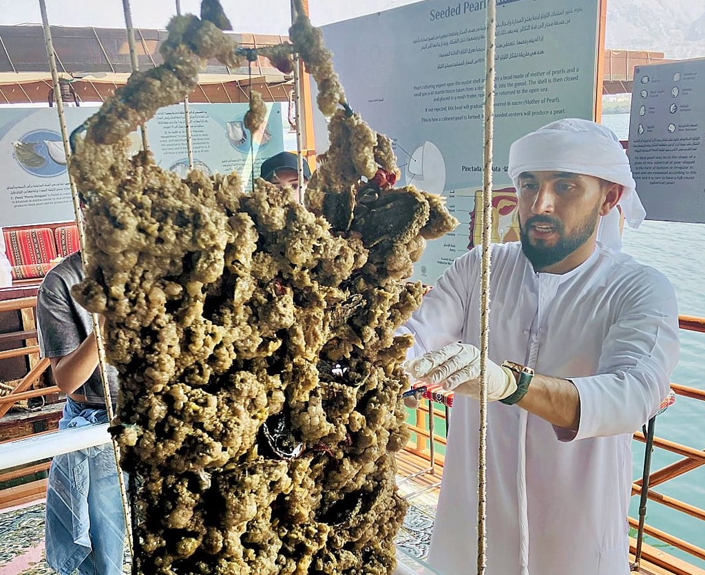 In der Suwaidi-Perlenfarm wird gezeigt, wie Austern an Gittern gezüchtet werden. 