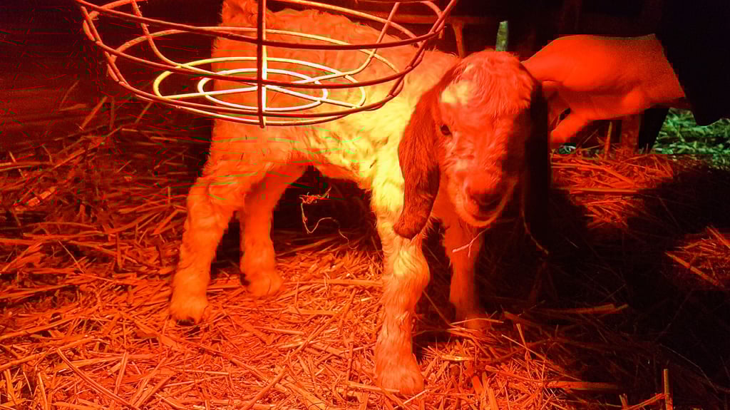 Willkommen im Leben, Silvester! Das Ziegenlamm aus Lichterfelde (Altmärkische Wische) im Landkreis Stendal kam während der Silvesterböllerei als Sturzgeburt zur Welt und wurde gerettet.
