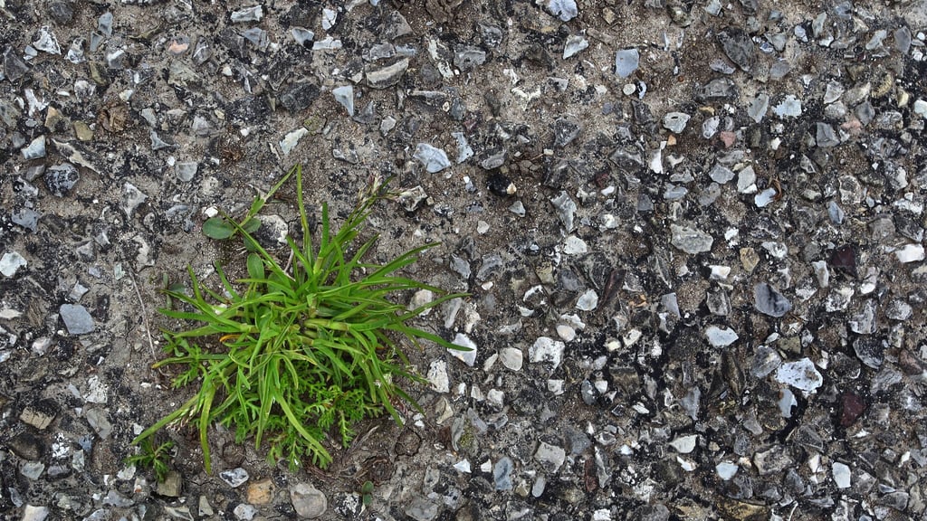 Thüringens Umweltminister Tilo Kummer (BSW) will, dass weniger Flächen versiegelt sind (Illustration)