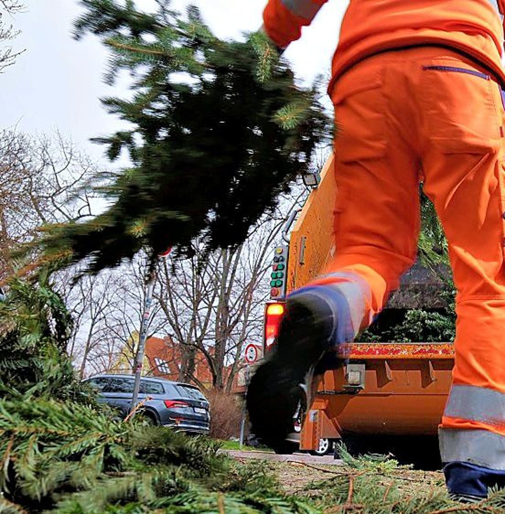 Ab dem 10. Januar beginnt im Stadtgebiet von  Dessau-Roßlau die Sammlung von den  Weihnachtsbäumen. 