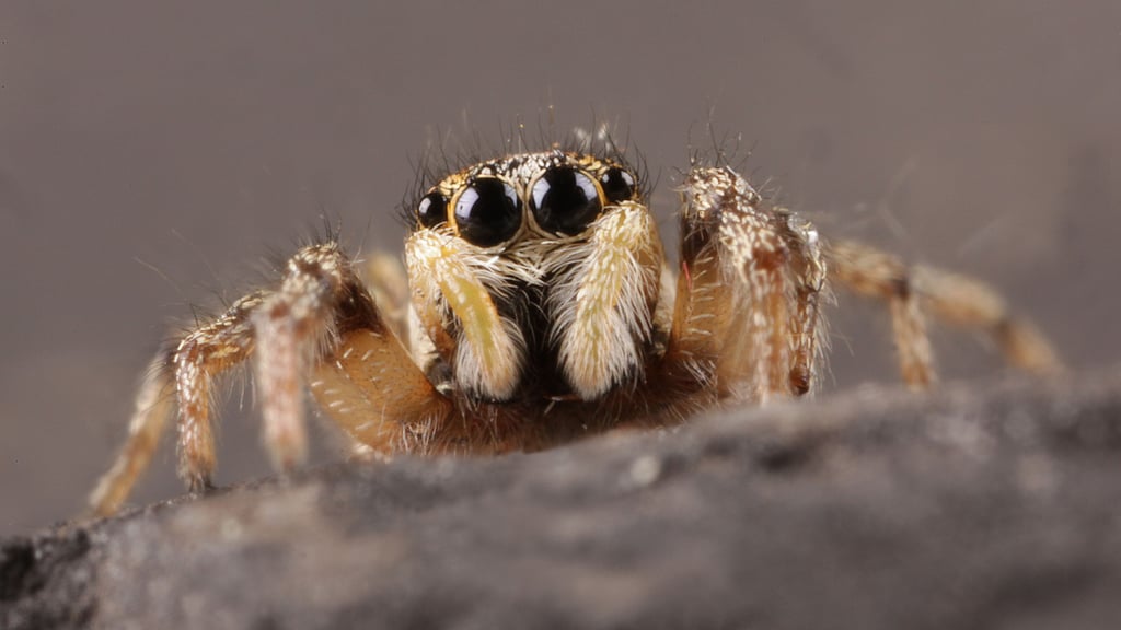 Im Mauerwerk der Stadt verbirgt sich dieser tierische Mitbewohner in Halle.