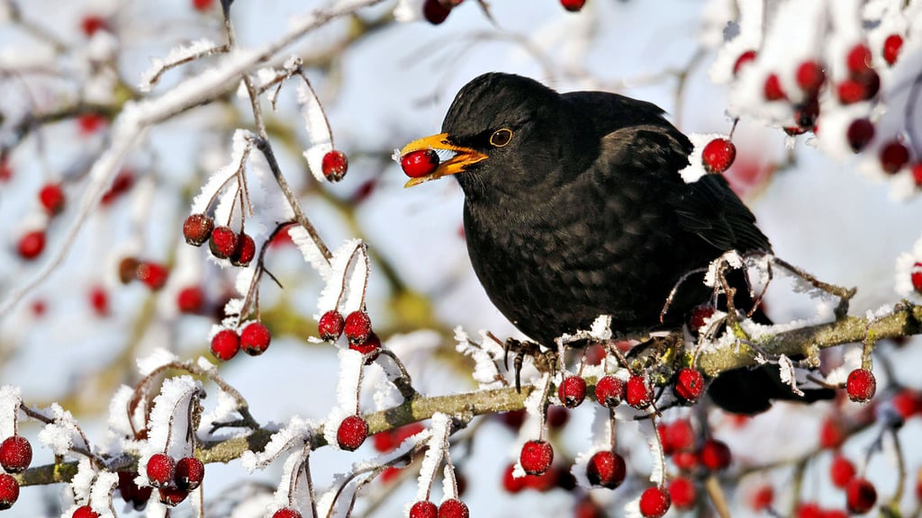 Die Amselbestände hatten im Salzlandkreis bei der Zählung im vergangenen Jahr abgenommen. Wie wird es in diesem Jahr aussehen?