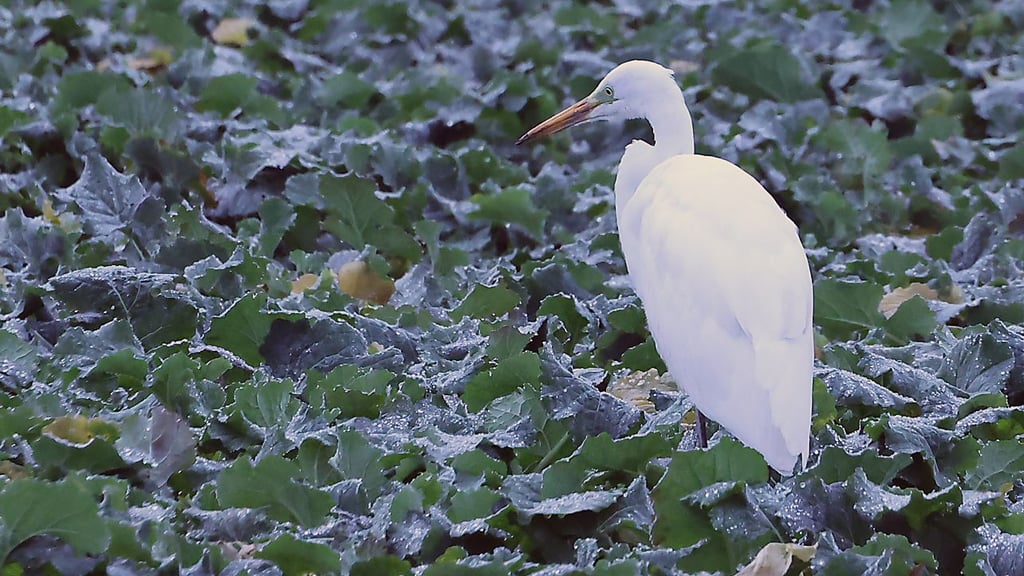 Fast überall auf der Welt fühlt sich dieser Mitbewohner zu Hause - besonders natürlich am Stadtrand von Halle.