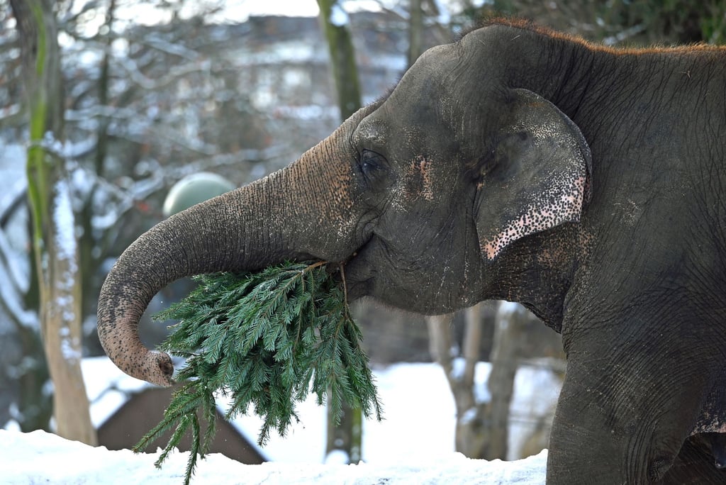 Wie in jedem Jahr werden im Januar die Bäume, die nicht das heimische Wohnzimmer geschmückt haben, im Berliner Zoo an die Tiere verfüttert.
