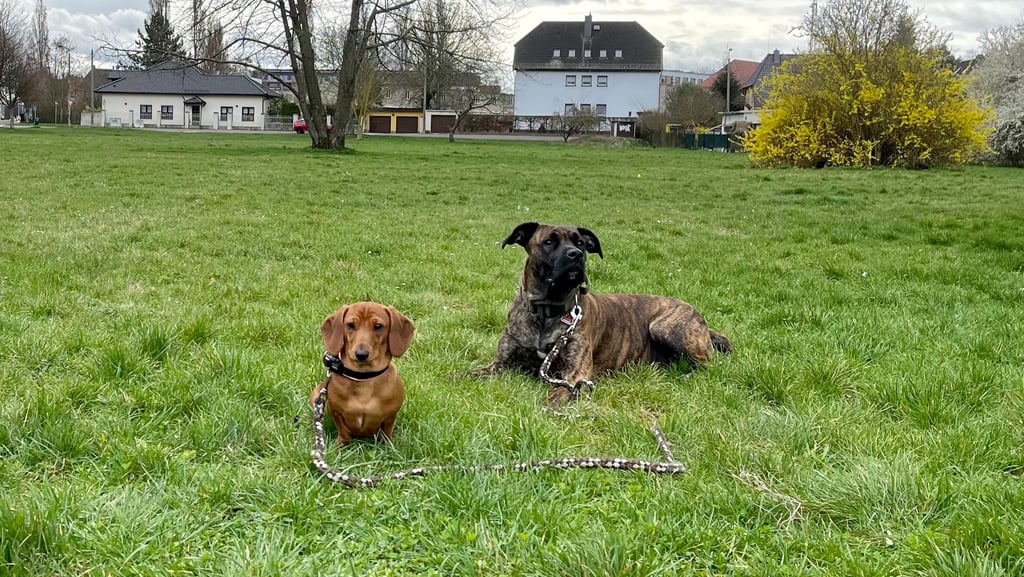 Chillen auf der Hundewiese Robert-Koch-Straße/Rennetal. Hier und auf den anderen Auslaufflächen in Magdeburg könnte es bald mehr Engagement geben.