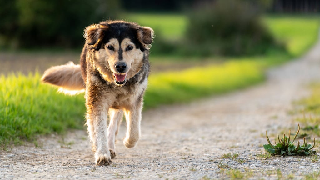 Hundebesitzer zahlen in Sachsen-Anhalt unterschiedlich viel Hundesteuer, denn diese ist Sache der Kommunen.