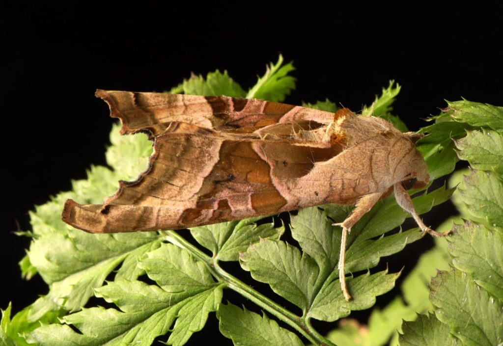 Wo ist der tierische Mitbewohner in Halle auf diesem Bild?
