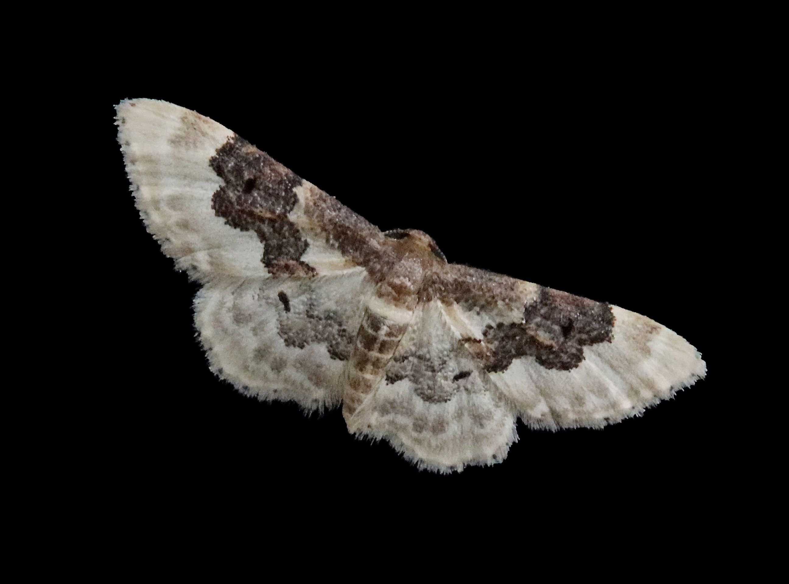 365 Tage, 365 Tiere: Ein Mitbewohner, der es in Halle gerne schon wärmer hätte