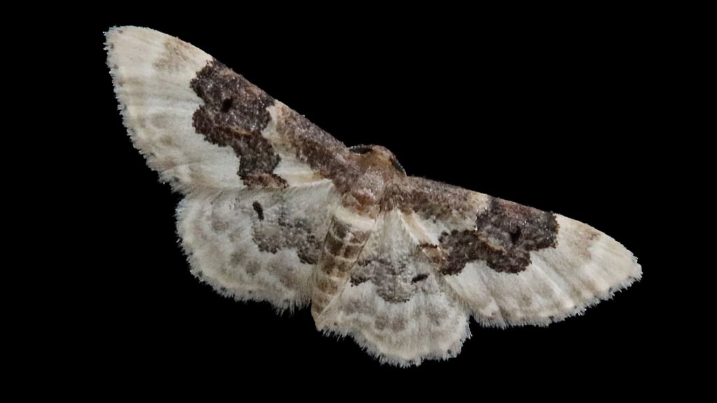 Gerne wieder wärmer werden darf es für diesen Mitbewohner in Halle.