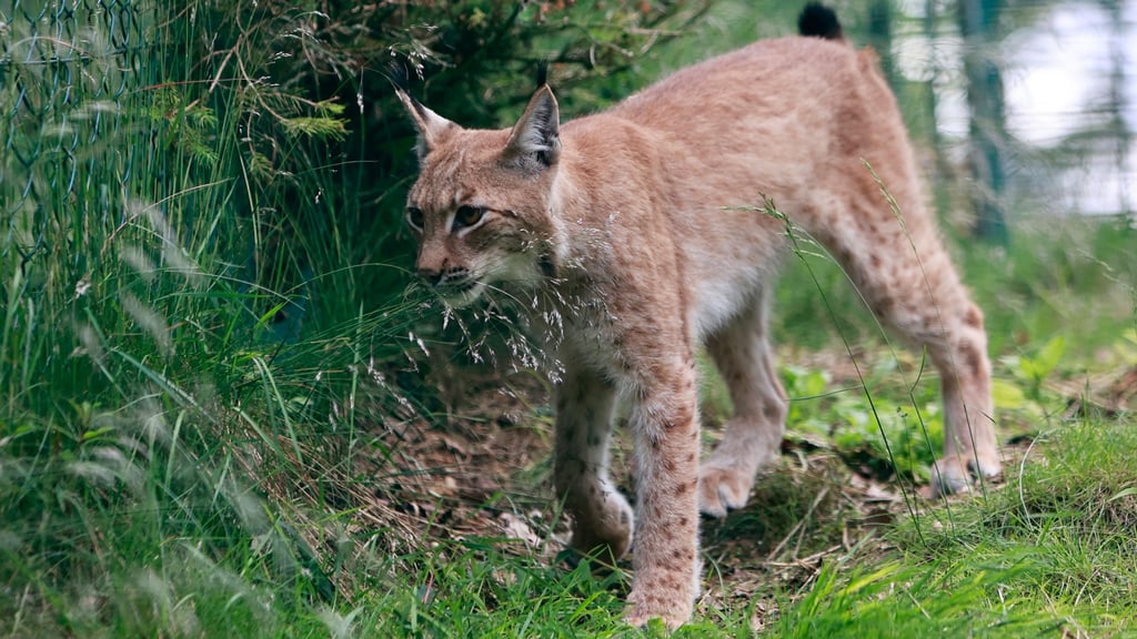 Im Luchsgehege an der Rabenklippe im Nationalpark Harz soll es bald Nachwuchs geben.