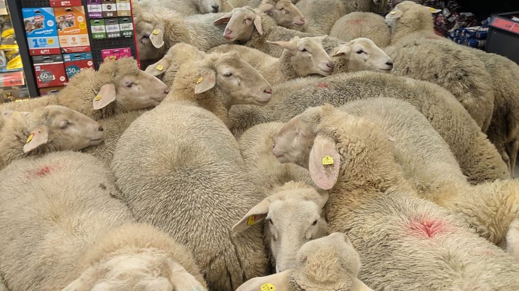 Schafe im Supermarkt - gekauft haben sie nichts.