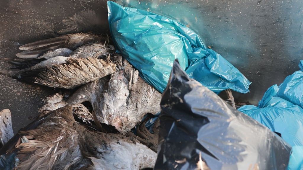 Hunderte Kranichen starben nach einem Ausbruch der Vogelgrippe am Stausee Kelbra im November 2025. (Archivbild)