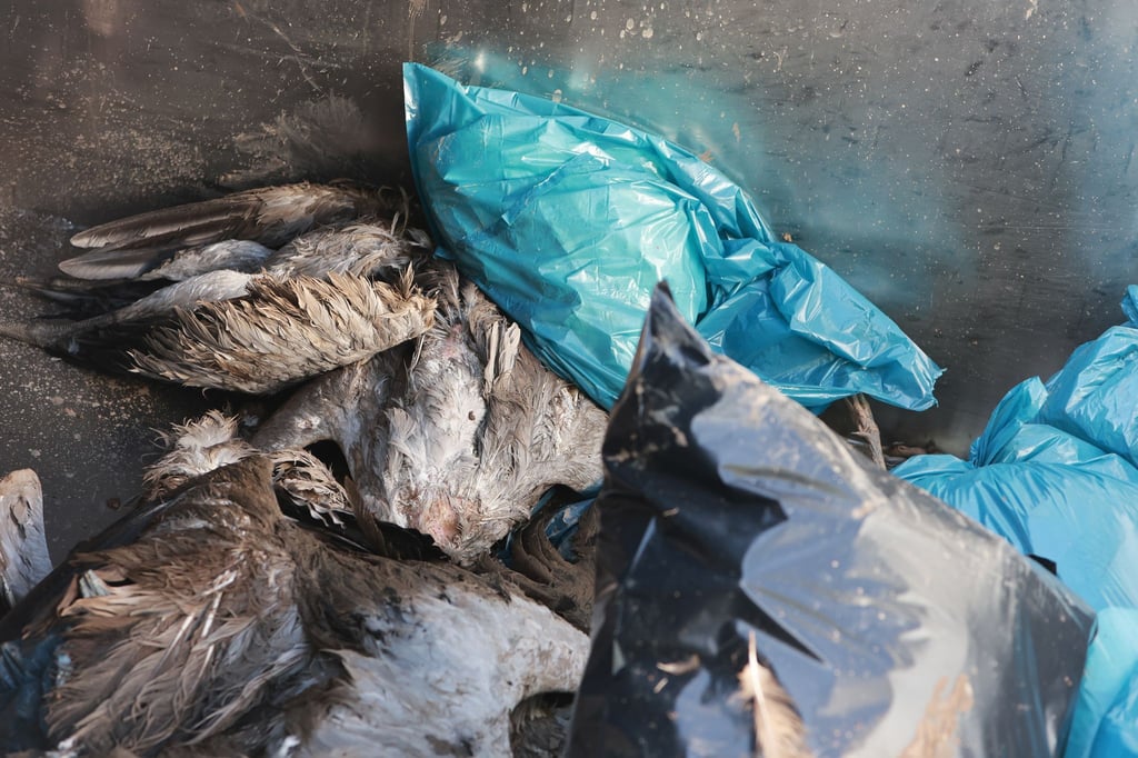 Hunderte Kranichen starben nach einem Ausbruch der Vogelgrippe am Stausee Kelbra im November 2025. (Archivbild)