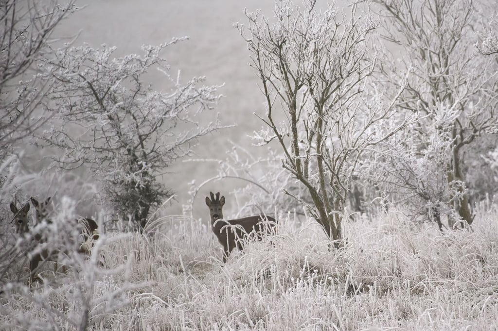 Das Reh konnte unverletzt in die Freiheit entlassen werden. (Symbolbild)