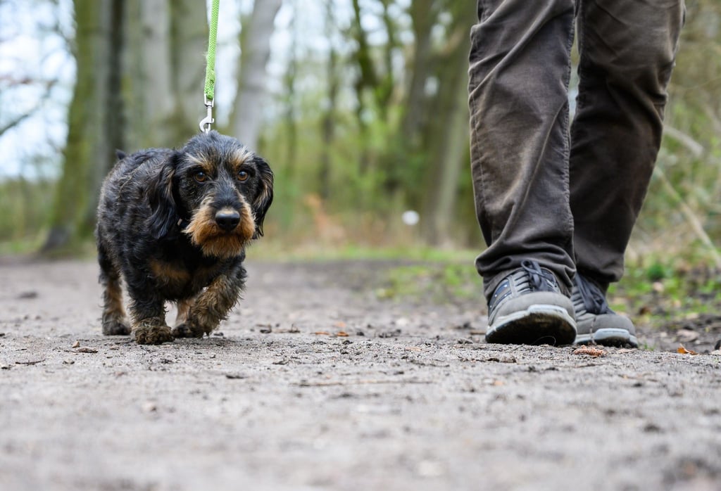 Die Polizei sucht nach dem Unbekannten, der den für Hunde gefährlichen Köder ausgelegt hat. (Symbolbild)
