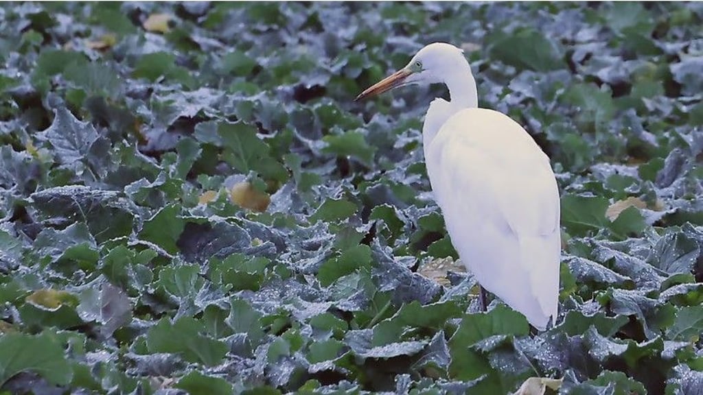 Fast überall auf der Welt fühlt sich dieser Mitbewohner zu Hause - besonders natürlich am Stadtrand von Halle.