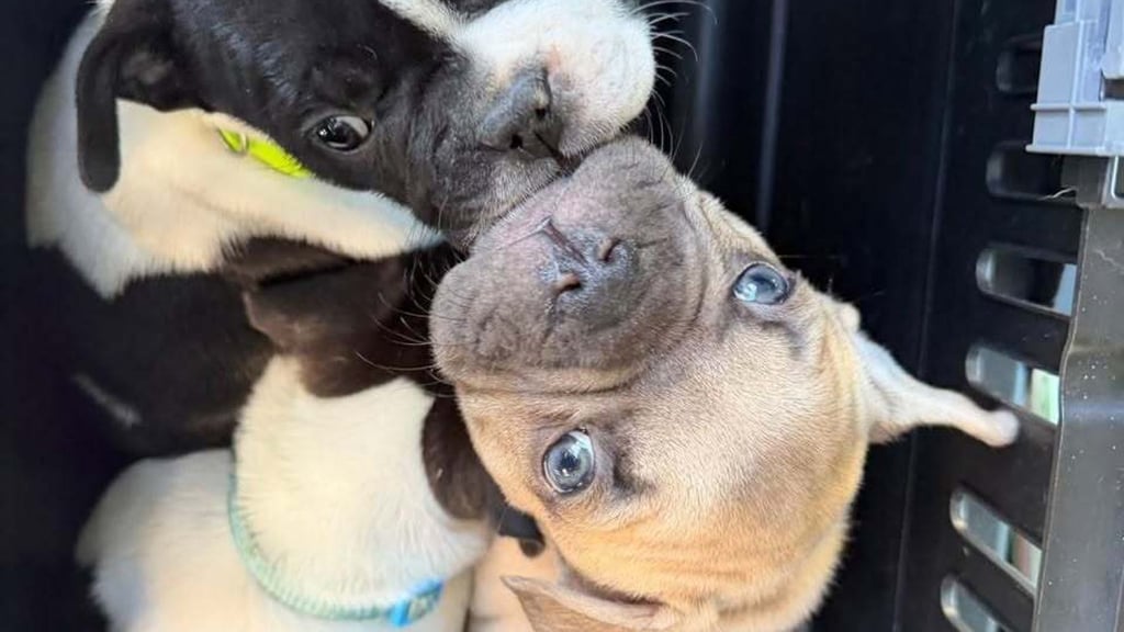 Viele Angebote wirken laut Tierheim harmlos, sind aber nicht seriös. (Handout)