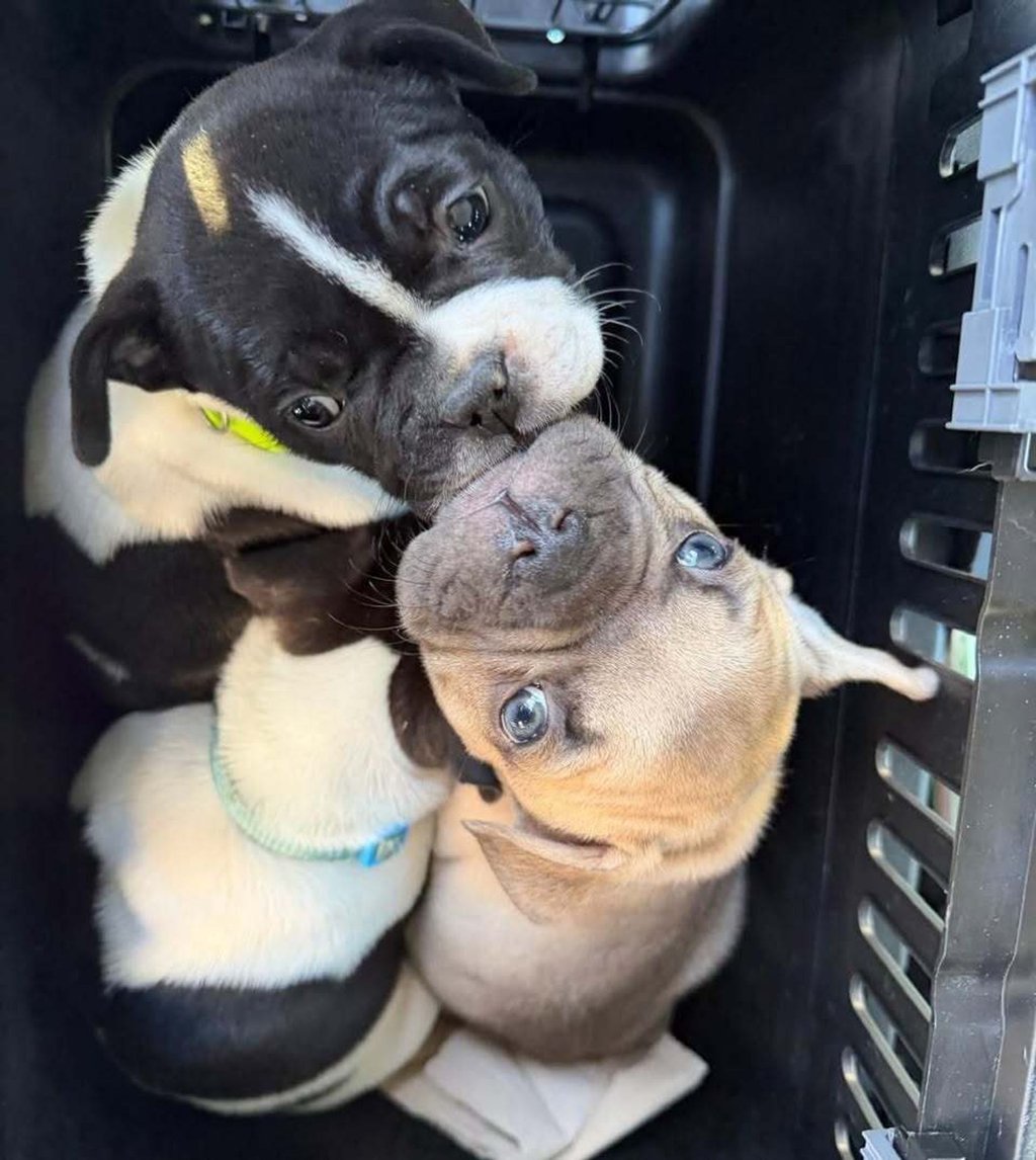 Viele Angebote wirken laut Tierheim harmlos, sind aber nicht seriös. (Handout)