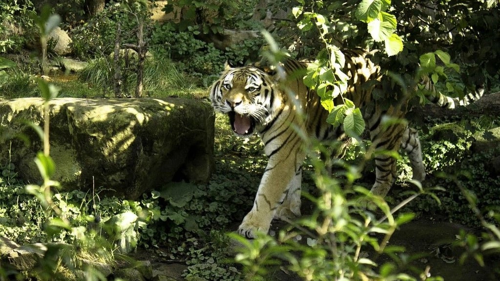 Allerhand Tiere kann man im Leipziger Zoo entdecken: Amurtiger in der Tiger-Taiga.