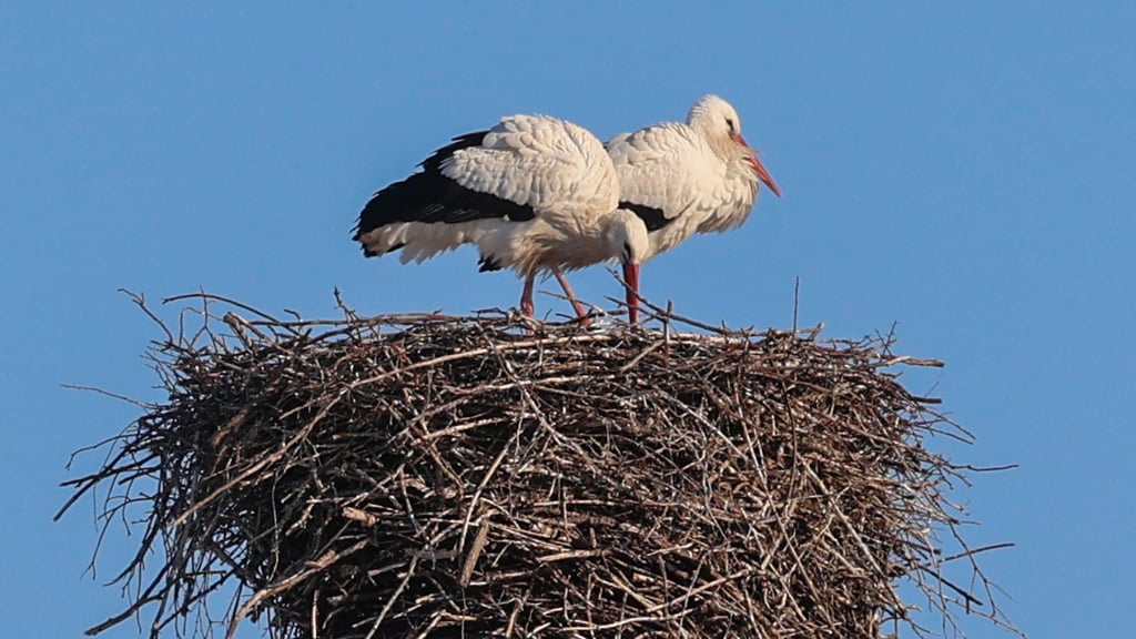 Ein Storchenpaar steht in seinem Nest in Magdeburg bei Minusgraden und eisigem Wind. Normalerweise überwintern die Tiere in Afrika. 