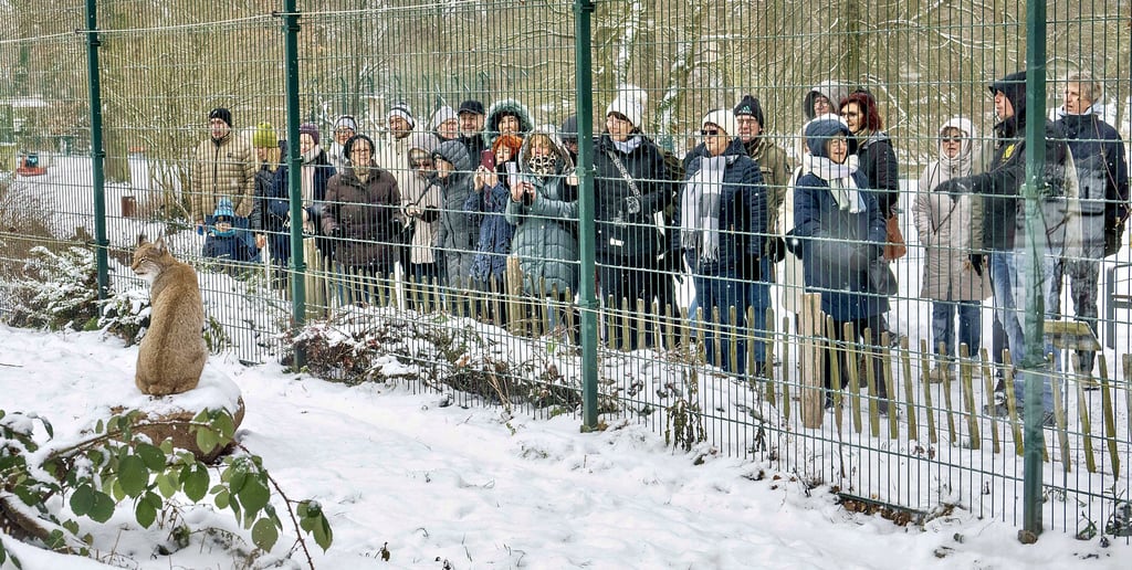 Neujahrsspaziergang im verschneiten Tierpark Dessau: Die einen haben dicke Jacken, die anderen ein dickes Fell.