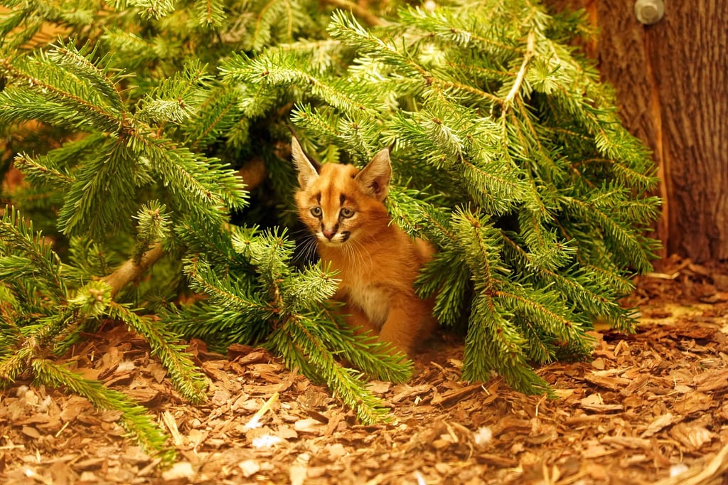 Das Karakal-Jungtier Karlos kam im November zur Welt. (Handout)