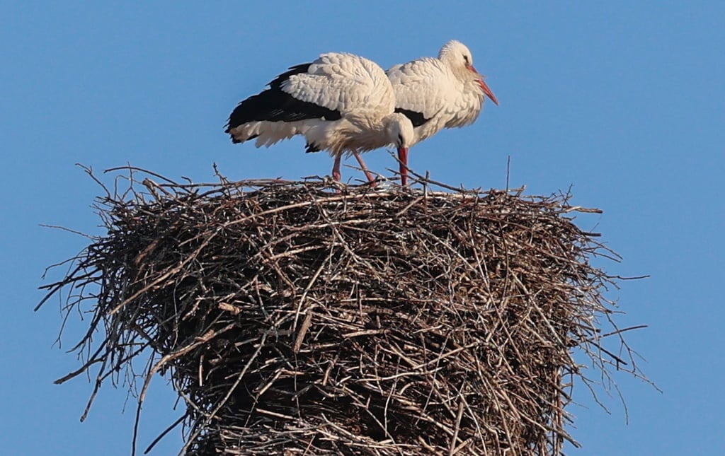 Ein Storchenpaar steht in seinem Nest in Magdeburg bei Minusgraden und eisigem Wind. Normalerweise überwintern die Tiere in Afrika. 