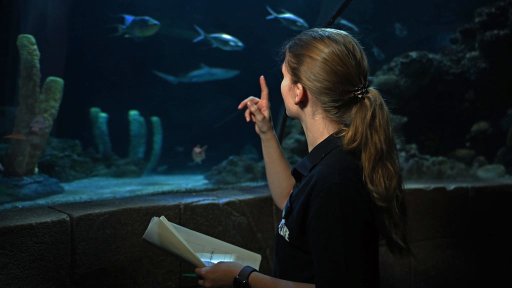 Aquaristin Lisa Winkelgrund zählt die Tiere im Becken.