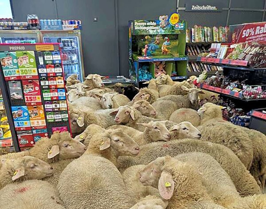 Herden-Trieb im Supermarkt.