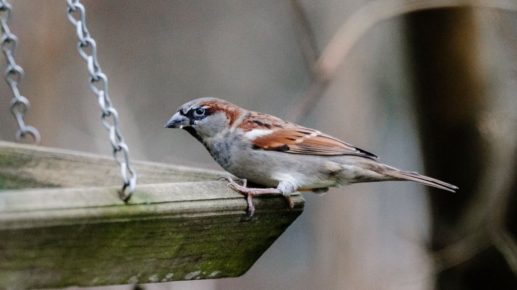 Wer sieht am Wochenende die meisten Vögel im Garten? Der Nabu ruft dazu auf, sich an der Zählaktion „Stunde der Wintervögel“ zu beteiligen. (Archivbild)