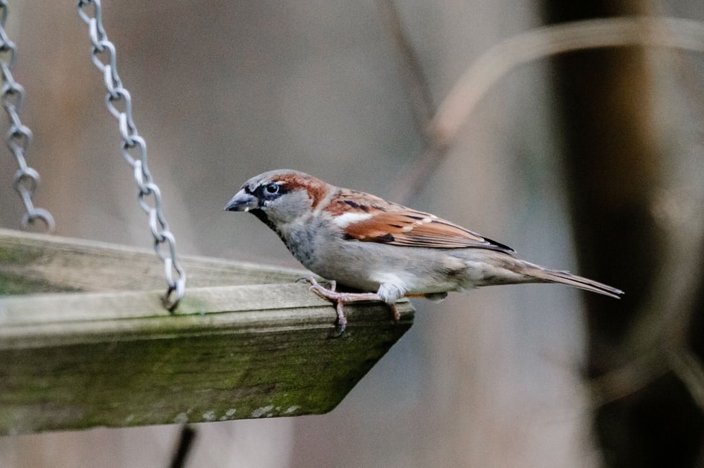 Wer sieht am Wochenende die meisten Vögel im Garten? Der Nabu ruft dazu auf, sich an der Zählaktion „Stunde der Wintervögel“ zu beteiligen. (Archivbild)