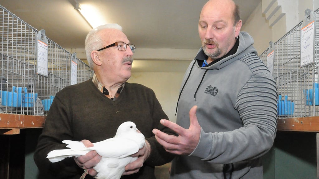 Mondain-Taubenzüchter Ib Nielsen aus Dänemark und Andreas Ranft, Vorsitzender des Fläminger Rassetaubenclubs, mit einer weißen Mondain-Taube, die gerade das Prädikat "vorzüglich" erhalten hat.  