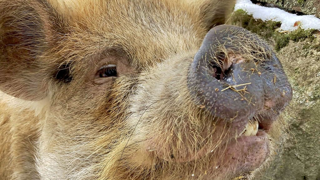 Die Kunekune-Schweine toben beim Neujahrsspaziergang ausgelassen durch den Schnee.