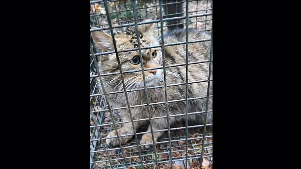 Die Wildkatze im Fangkorb: Während der kurzen Sicherung entnahm Angela Kummert eine Haarprobe für genetische Untersuchungen. Anschließend wurde das scheue Tier unversehrt wieder in die Freiheit entlassen.&nbsp;