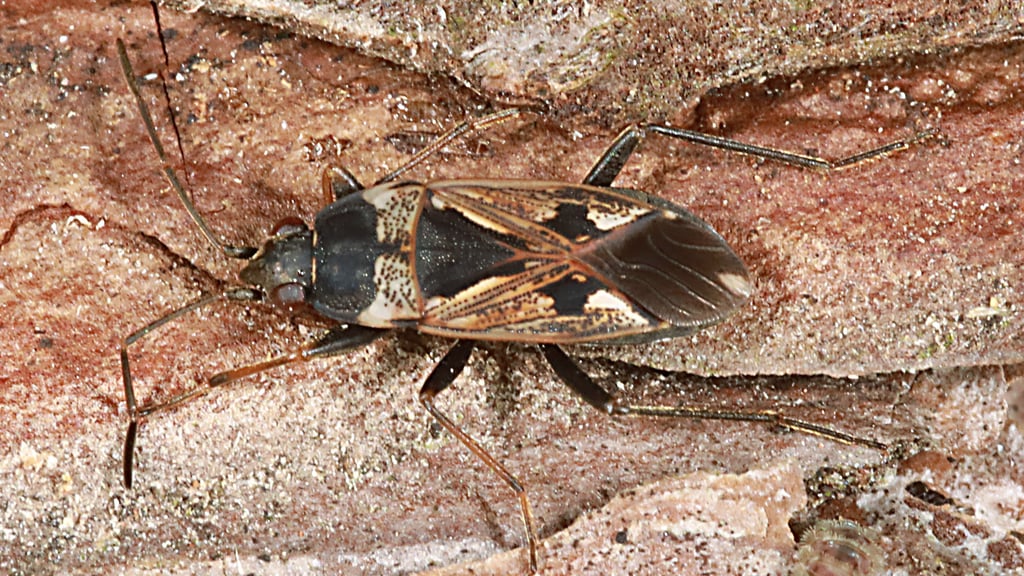 Wenn es kalt wird, geht dieser tierische Mitbewohner lieber ins Warme.