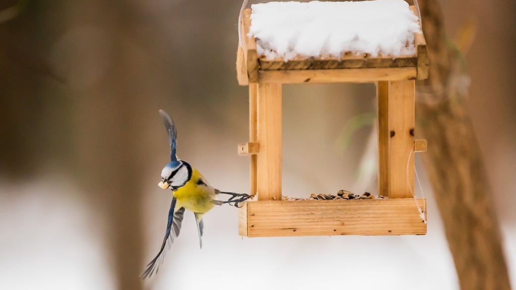 Wer Vögeln bei geschlossener Schneedecke etwas Gutes tun will, greift am besten zu Körner- und Fettfutter aus dem Fachhandel.