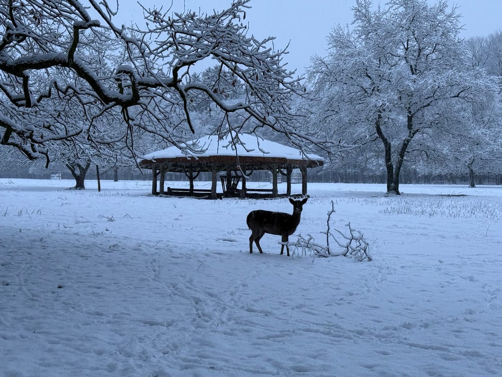 Während einer Notzeit nach dem Jagdrecht dürfen Wildtiere gefüttert werden. (Symbolbild)