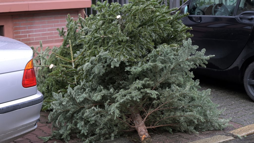 Ausgediente Weihnachtsbäume werden in einigen Orten von der Feuerwehr abgeholt oder können zerkleinert über die Biotonne entsorgt werden.