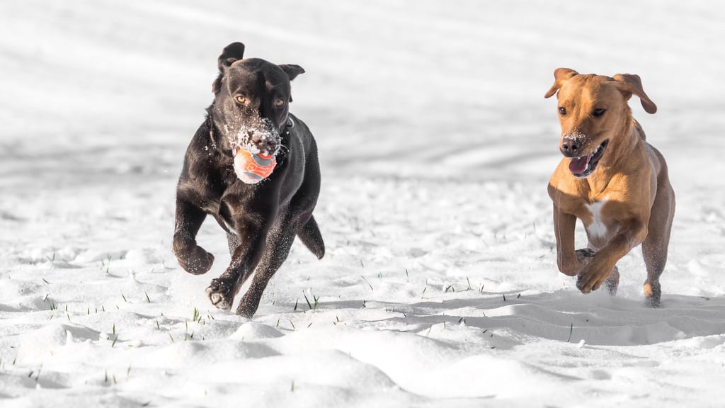 Ein erhöhter Energiebedarf sorgt dafür, dass viele Tiere im Winter mehr Futter benötigen: Hochwertige Proteine und Fette unterstützen die Gesundheit.