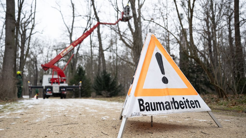 Baumpflegemaßnahmen im Großen Garten Dresden sollen ab März 2026 viele Sperrungen überflüssig machen.