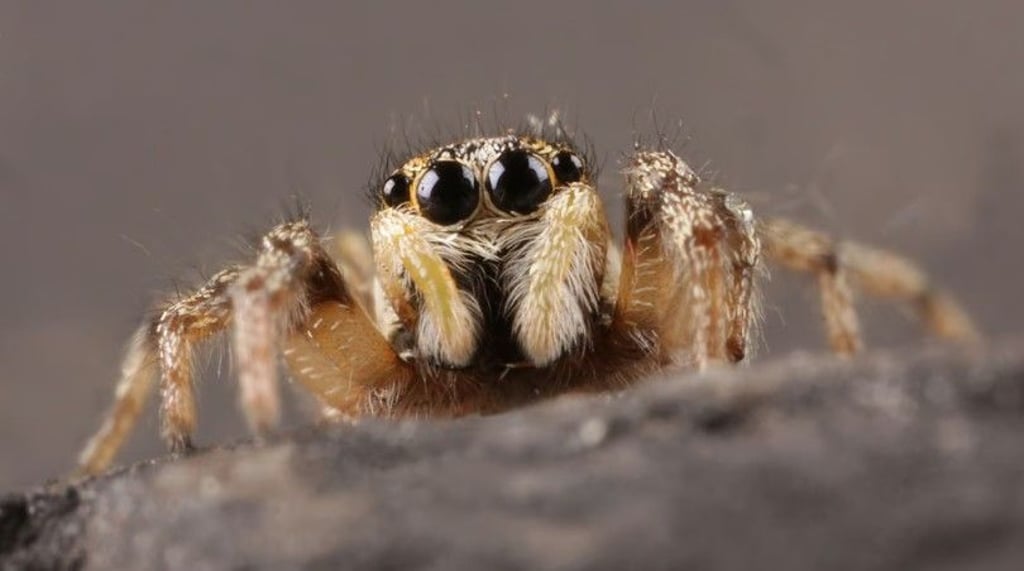 Im Mauerwerk der Stadt verbirgt sich dieser tierische Mitbewohner in Halle.