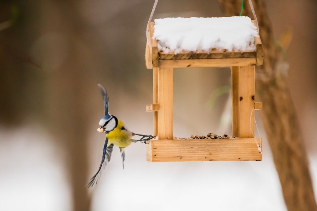 Wer Vögeln bei geschlossener Schneedecke etwas Gutes tun will, greift am besten zu Körner- und Fettfutter aus dem Fachhandel.