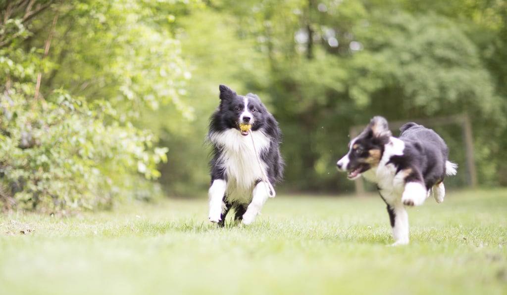 Freilaufende Hunde können Angst machen, besonders wenn es sich nicht um so niedliche Exemplare wie diese beiden Jungtiere handelt.