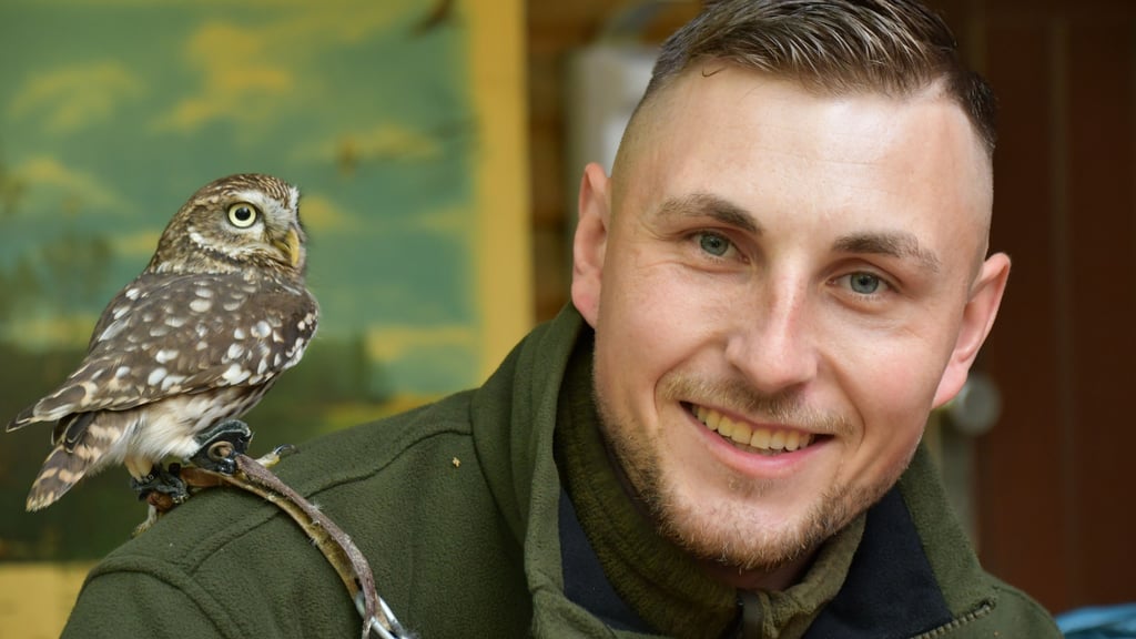 Steinkauz Jerry zeigte sich bei einem Aktionstag im Drömling völlig entspannt: Zutraulich sitzt er auf der Schulter von Ranger Chris Bösche, Mitarbeiter der Naturwacht im UNESCO-Biosphärenreservat Drömling, und begeistert damit große und kleine Besucher gleichermaßen.